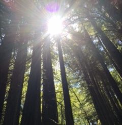 Horns in the Redwoods